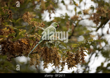 Ring-necked Parakeet, geflohen waren Richmond Park, Richmond, london Stockfoto