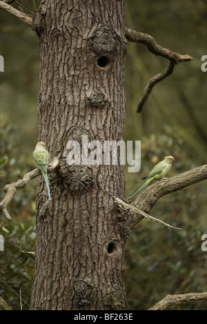 Paar von Ring-necked-Sittich, geflohen waren in Verschachtelung Loch Richmond Park, Richmond, london Stockfoto