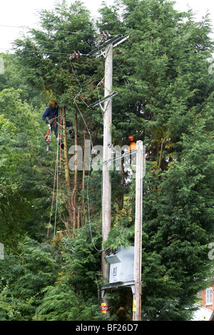 Holzfäller Abholzen von Leylandii Bäumen in der Nähe von Hochspannung elektrische Leitungen in Hampshire, England. Stockfoto