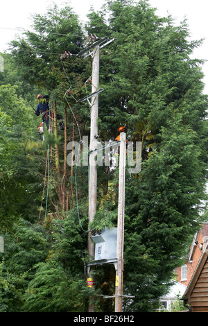 Holzfäller Abholzen von Leylandii Bäumen in der Nähe von Hochspannung elektrische Leitungen in Hampshire, England. Stockfoto