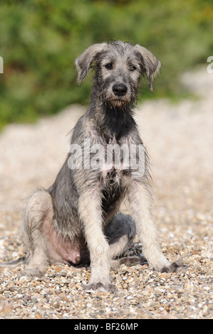 Irischer Wolfshund (Canis Lupus Familiaris), Welpen sitzen auf Kieselsteinen. Stockfoto