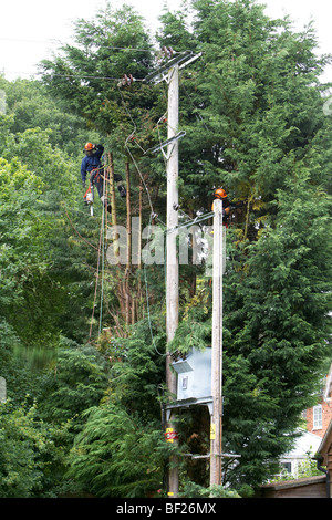 Holzfäller Abholzen von Leylandii Bäumen in der Nähe von Hochspannung elektrische Leitungen in Hampshire, England. Stockfoto