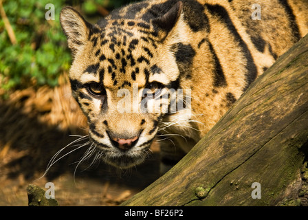 Leopard (Neofelis Nebulosa) unter dem Schutz der Santago seltenen Leoparden Projektes im Welwyn getrübt Stockfoto