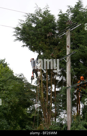 Holzfäller Abholzen von Leylandii Bäumen in der Nähe von Hochspannung elektrische Leitungen in Hampshire, England. Stockfoto