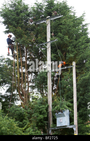 Holzfäller Abholzen von Leylandii Bäumen in der Nähe von Hochspannung elektrische Leitungen in Hampshire, England. Stockfoto