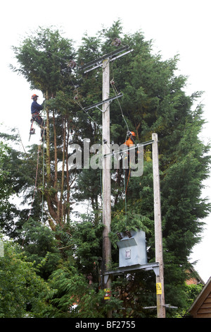 Holzfäller Abholzen von Leylandii Bäumen in der Nähe von Hochspannung elektrische Leitungen in Hampshire, England. Stockfoto