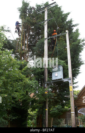 Holzfäller Abholzen von Leylandii Bäumen in der Nähe von Hochspannung elektrische Leitungen in Hampshire, England. Stockfoto