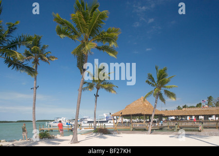 Palmen vor Holiday Isle Resort unter blauem Himmel, Islamorada, Florida Keys, Florida, USA Stockfoto