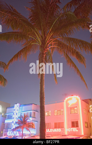 Palm-Baum und beleuchtete Hotels im Art-Deco-Viertel in der Nacht, Ocean Drive, Miami Beach, Florida, USA Stockfoto