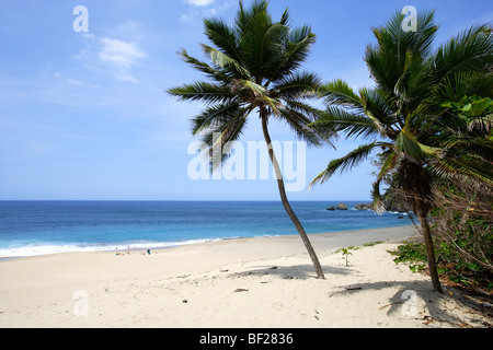 Palmen am einsamen Strand in der Sonne, Aguadilla, Puerto Rico, Karibik, Amerika Stockfoto