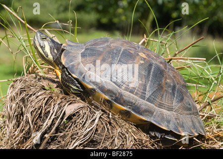 Nordamerikanische Yellow-bellied Turtle (TRACHEMYS SCRIPTA scripta). Sonne aalen. Erwachsene Frau - kurze Krallen an Front Gliedmaßen. Stockfoto