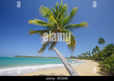 Palmen am Strand von Tres Palmitas unter blauem Himmel, Puerto Rico, Karibik, Amerika Stockfoto