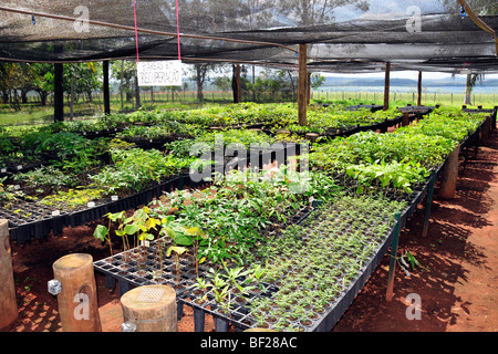 Kindergarten für vom Aussterben bedrohte brasilianische Bäume, Bonito, Mato Grosso do Sul, Brasilien Stockfoto