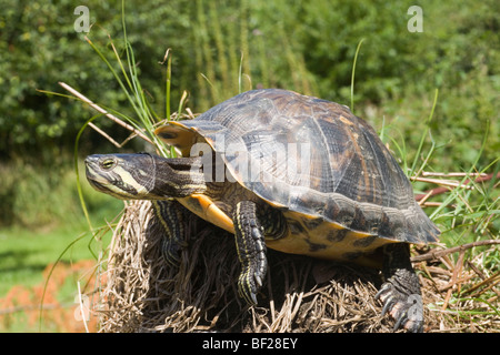 Nordamerikanische Yellow-bellied Turtle (TRACHEMYS SCRIPTA scripta). Erwachsene Frau. Über wieder Wasser ein. Stockfoto