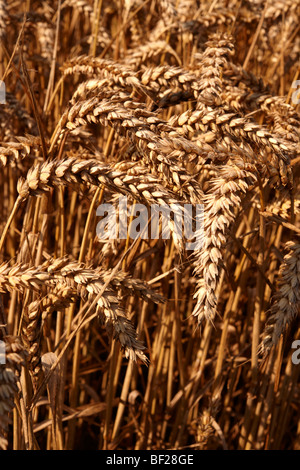 Weizenfeld erntereif Stockfoto