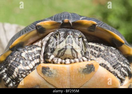 North American Südgrenze Schildkröte (ist Scripta Scripta). Erwachsenes Weibchen; eingezogenen Kopf aus Shell. Stockfoto