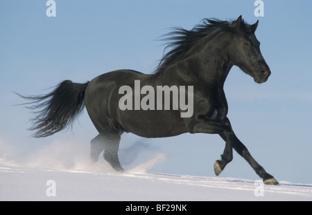 Paso Fino (Equus Caballus). Schwarzer Hengst im Galopp über Schnee. Stockfoto