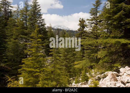 Gemischte Nadelwald, vor allem Libanon Zeder Cedrus Libani, in der Nähe von Ibradi, im TheTaurus Gebirge, Südtürkei. Stockfoto