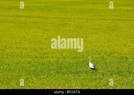 Jabiru in einem Reisfeld, Pantanal Miranda, Mato Grosso do Sul, Brasilien Stockfoto