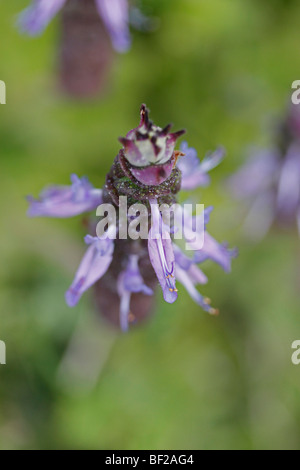 Blaue Hummer Blume Stockfoto