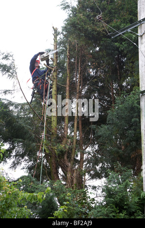 Holzfäller Abholzen von Leylandii Bäumen in der Nähe von Hochspannung elektrische Leitungen in Hampshire, England. Stockfoto