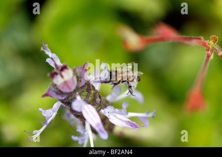 Bienen bestäuben blaue Hummer Blume. Stockfoto