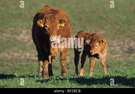 Hausrind (Bos Primigenius, Bos Taurus), züchten: Limousin, Kuh mit Kalb auf einer Wiese. Stockfoto