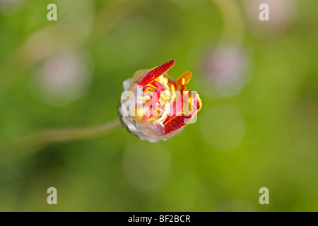 Gelb orange und rote Knospe vor grünem Hintergrund Stockfoto