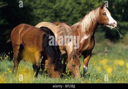 Welsh Mountain Pony, Welsh B (Equus Caballus). Drei Personen auf einer Wiese weiden. Stockfoto