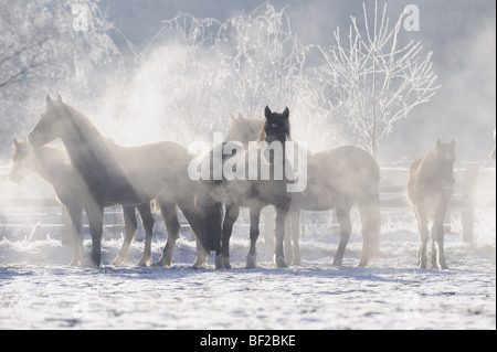 Welsh Mountain Pony, Welsh B (Equus Caballus). Herde auf einer schneebedeckten Wiese bei sehr kaltem Wetter. Stockfoto
