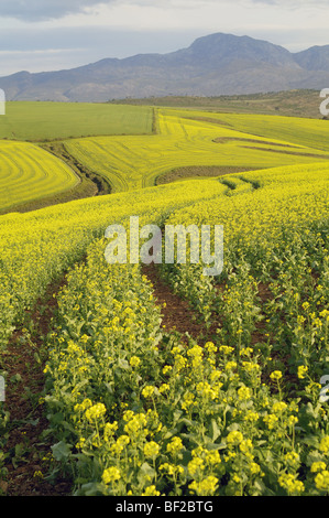 Felder von Raps drehen Landschaft gelb, Kapstadt, Westkap, Südafrika Stockfoto