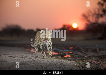 Leopard (Panthera Pardus) Namibia Lippen lecken. Stockfoto