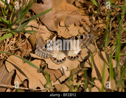 Falsche Apollo-Falter, weiblicher Archon Apollinus ließ sich auf Blatt in der Sonne; Taurus-Gebirge, Südtürkei. Stockfoto