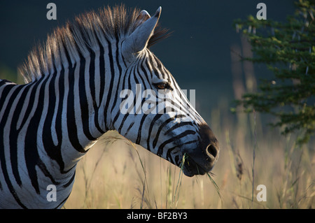 Porträt einer Burchell-Zebra (Equus Burchellii), Ithala Game Reserve, nördliche Provinz KwaZulu-Natal, Südafrika. Stockfoto