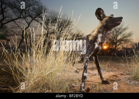 Niedrigen Winkel Ansicht der Afrikanische Wildhund (Lycaon Pictus), Namibia. Stockfoto