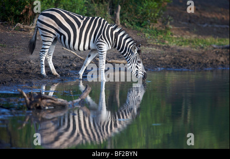 Blick von einem Zebra (Equus Burchellii) Trinkwasser, Ithala Game Reserve, nördliche Provinz KwaZulu-Natal, Südafrika. Stockfoto