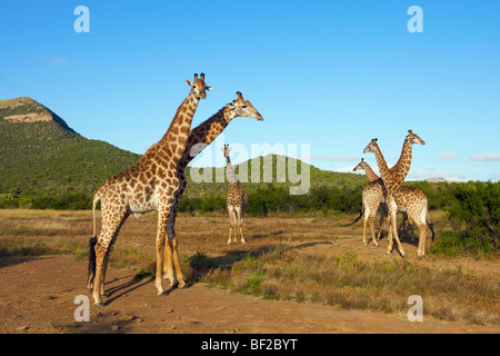 Gruppe der Giraffe (Giraffa Plancius), Ithala Game Reserve, nördlichen Provinz KwaZulu-Natal, Südafrika. Stockfoto