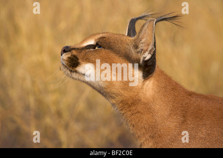 Karakal (Felis Caracal) Porträt, Namibia. Stockfoto