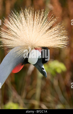 East African, Grau oder Grau-necked Crane Balearica regulorum gibbericeps gekrönt, Kopf hoch. Krone oder Kamm. Gesichtsausdrücke. Stockfoto