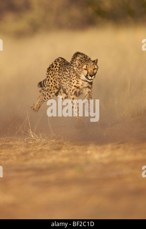 Gepard (Acinonyx Jubatus) laufen auf Hochtouren, Namibia. Stockfoto