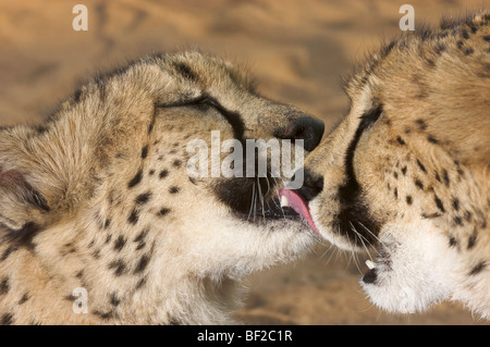 Gepard (Acinonyx Jubatus) lecken einer anderen Gepard, Namibia. Stockfoto