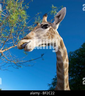 Porträt der Giraffe (Giraffa Plancius) Essen vom Baum, Namibia. Stockfoto