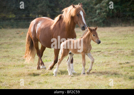 Mare und drei Wochen altes Fohlen (Equus ferus). Inländische reiten Pferde. Trab neben einander. Stockfoto