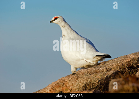 Moorschneehuhn, Alpenschneehuhn (Lagopus Mutus, Lagopus Muta), Männchen im Winterkleid auf Felsen gelegen. Stockfoto