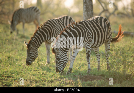 Burchell Zebras, Equus Burchelli Weiden, Südafrika Stockfoto