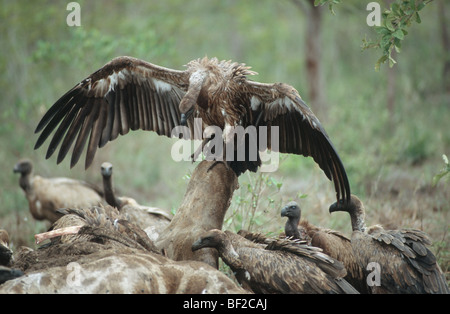 Weißrückenspecht Geier, abgeschottet Africanus und Kap Geier, abgeschottet Coprotheres zu töten, Süd Afrika Stockfoto