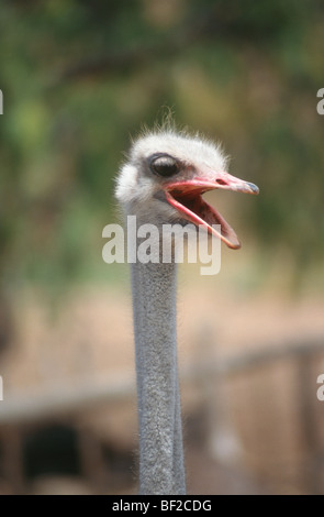 Strauß (Struthio Camelus), Porträt, Oudtshoorn, Provinz Western Cape, Südafrika Stockfoto