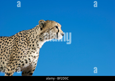 Ansicht eines Geparden (Acinonyx Jubatus), Profil (Acinonyx Jubatus), Na'an Ku Se Wild Life Sanctuary, Namibia. Stockfoto