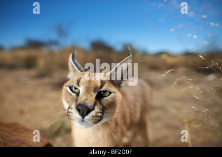 Porträt von einem Caracal (Felis Caracal) Blick in die Kamera, Na'an Ku Se Wild Life Sanctuary, Namibia. Stockfoto