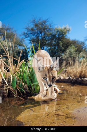 Weitwinkelaufnahme von einem Caracal (Felis Caracal) Blick auf Wasser, Na'an Ku Se Wild Life Sanctuary, Namibia. Stockfoto